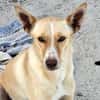 Charly4 sucht ein Zuhause