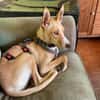 Charly4 sucht ein Zuhause