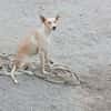 Charly4 sucht ein Zuhause