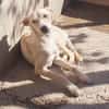 Charly4 sucht ein Zuhause