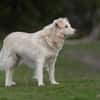 Luna 50 cm ca 9 -10 Jahre