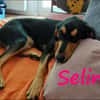 Selina2 aufgeschlossene Hündin 9/24 DE