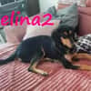 Selina2 aufgeschlossene Hündin 9/24 DE