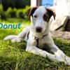 Donut neugieriger Junghund 12/24 in DE