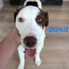 Donut neugieriger Junghund 12/24 in DE