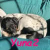 Yuna2 verschmust und gesellig 05/24 DE