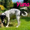 Yuna2 verschmust und gesellig 05/24 DE