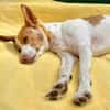 Teddy3 sucht ein Zuhause