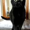 Mr. Jackson der Schmusekater!
