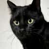 Mr. Jackson der Schmusekater!