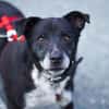 Senior BOWIE sucht liebes Zuhause