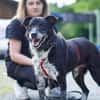 Senior BOWIE sucht liebes Zuhause
