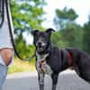 Senior BOWIE sucht liebes Zuhause
