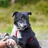 Senior BOWIE sucht liebes Zuhause