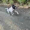 Balu, sensibler Abenteurer sucht Familie