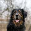 Arko