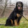Arko