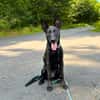 Lilly - intelligent&lernwillig