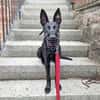 Lilly - intelligent&lernwillig