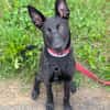 Lilly - intelligent&lernwillig