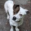 Klein♥Abbie♥Schmusemaus 63820 Elsenfeld