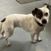 Klein♥Abbie♥Schmusemaus 63820 Elsenfeld