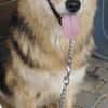 ANDOR - WUSCHEL sucht Zuhause