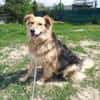 ANDOR - WUSCHEL sucht Zuhause