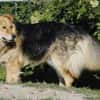 ANDOR - WUSCHEL sucht Zuhause