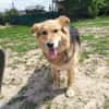 ANDOR - WUSCHEL sucht Zuhause