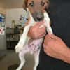 🐾🐶 Paul sucht ein liebevolles Zuhause