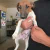 🐾🐶 Paul sucht ein liebevolles Zuhause