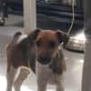🐶❤ KLEINE Paula SUCHT EIN ZUHAUSE ❤🐾