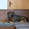 Scooby wartet in 74391 Erligheim!