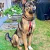 Notfell-HSH-Mix ❤ Nelli ❤ 81927-München