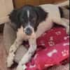 Gaby  Happy-Home  gesucht