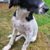 Gaby  Happy-Home  gesucht