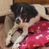 Gaby  Happy-Home  gesucht
