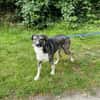 Wolf sucht sein Fürimmerzuhause