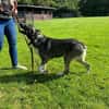 Wolf sucht sein Fürimmerzuhause