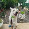 Dreibeinige, tolle Creta sucht Familie