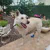 Dreibeinige, tolle Creta sucht Familie