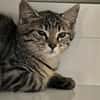 CLOVIS