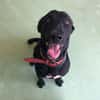 OPIE