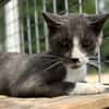 CAT QUART