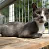 CAT QUART