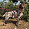 GITANA (Animalea)