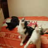 Apos