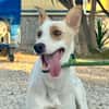 DOBBY (Martina)