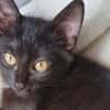 Athena